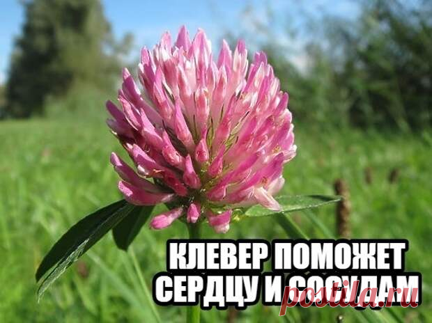 КЛЕВЕР ПОМОЖЕТ СЕРДЦУ И СОСУДАМ
Литровую бутылку наполните цветками клевера, залейте водкой, настаивайте в темном месте 2...
Читай пост далее на сайте. Жми ⏫ссылку выше