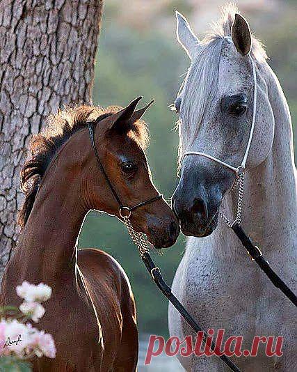 Всегда, сынок, слушай старших!