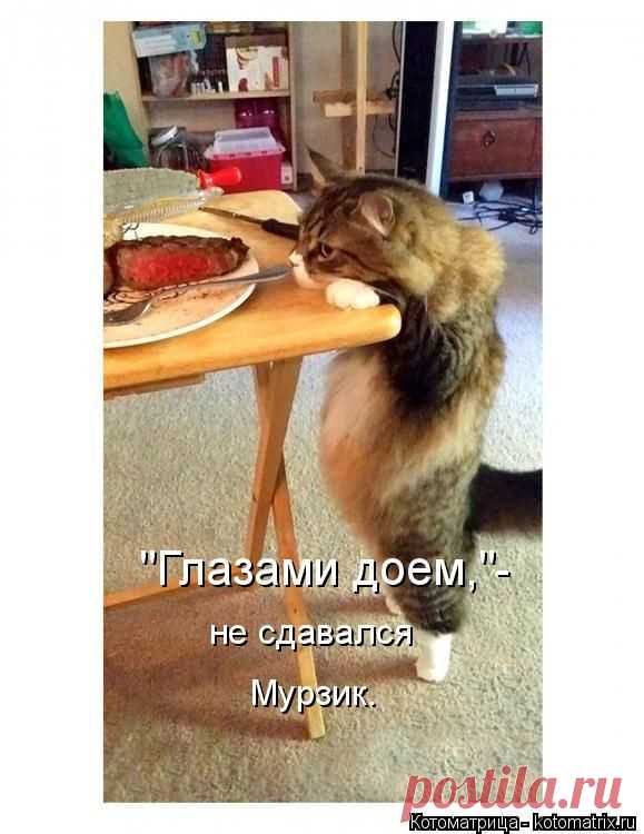 Котоматрица: Круть
