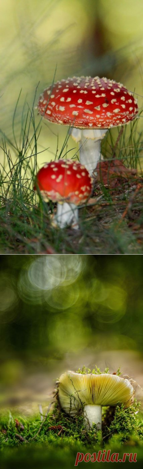 Живая природа