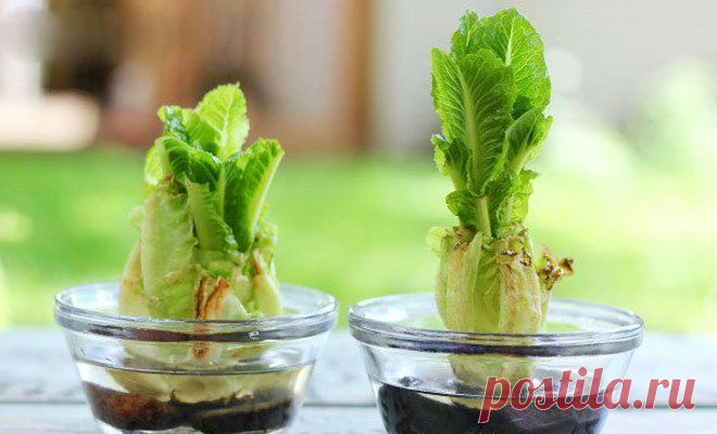 Растим зелень дома: салат всегда свой и свежий