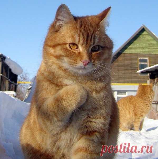 – Не понял... Это я – наглая рыжая морда?! 7 лучших фото недели: ↪