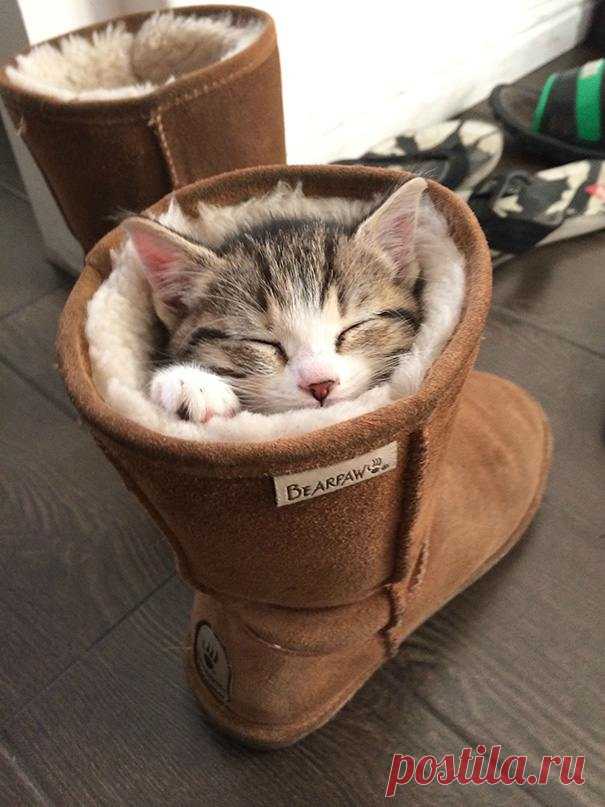 22 уютно спящих котенка