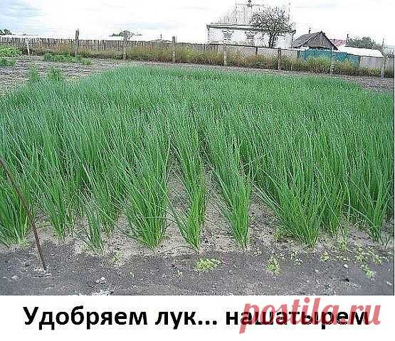 Удобряем лук... нашатырем.

Заметили, что у лука побледнели и приобрели желтоватый оттенок перышки? Это он сигналит вам, что голодает из-за нехватки азота. Помогите ему, подкормив раствором нашатырного спирта.

Разбавьте в 10-литровом ведре воды 3 ст. ложки нашатыря и вечером пролейте грядки с лучком (под корешок). Такой ядреный раствор не только подкормит, но и отпугнет луковую муху.

Природные подсказки.

- Появились серёжки на клёнах — можно сеять свеклу.
- Зацвела осин...
