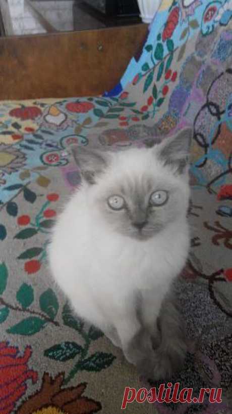 Котик в тумане...:)