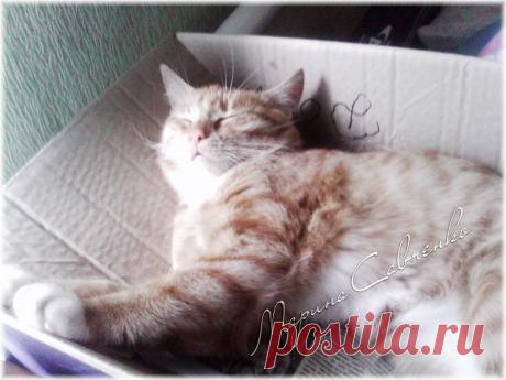 Наш маленький рыжий найдёныш уже подрос.