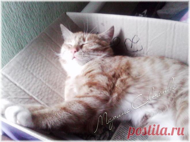 Наш маленький рыжий найдёныш уже подрос.