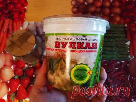 А ваши томаты курят? | Мозаика жизни | Яндекс Дзен
