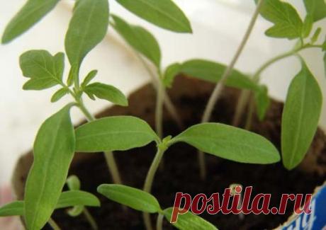 Почему гибнет рассада