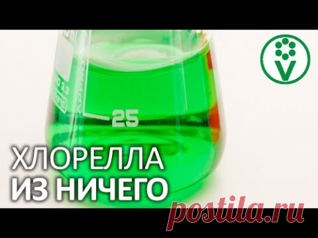 НАЙТИ И ВЫРАСТИТЬ ХЛОРЕЛЛУ ПРОЩЕ ПРОСТОГО! Самое полезное органическое удобрение