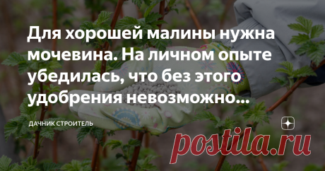 Для хорошей малины нужна мочевина. На личном опыте убедилась, что без этого удобрения невозможно получить хороший урожай Не  встречала за свою долгую жизнь, еще ни одного человека, который не  любил ароматную ягоду. Ее кушают в свежем виде, делают варенье, морсы,  компот, замораживают. В моей семье ни одна простудная хворь не проходит  без ягодного чаепития. Радует, что культура спокойно произрастает в  тени.
На моем участке она спокойно облюбовала грядки вдоль забора.  Ре...