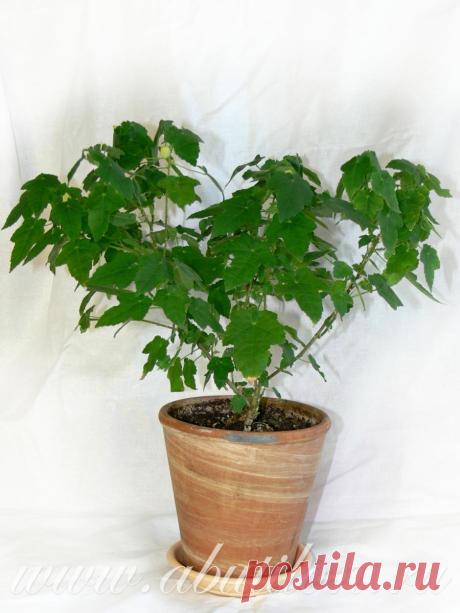 Различные типы крон у абутилонов. | Abutilon.ru