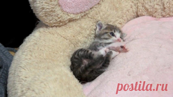 Котенок готовится ко сну. Мимиметр зашкаливает! 
Детеныши животных — совсем не такие, как человеческие малыши. С самого детства они уже впитывают в себя правила поведения в окружающей среде.Одно из первых умений, которым должен научиться котенок, э…