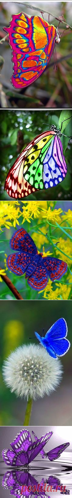 (122) this butterfly is incredible.... | Just Because I Like It!