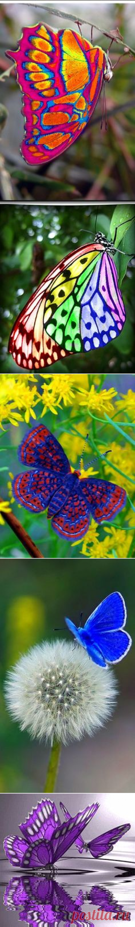 (122) this butterfly is incredible.... | Just Because I Like It!