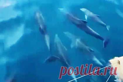 Дельфины поприветствовали туристов в Сочи и попали на видео