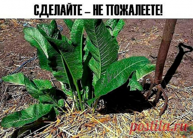 Хрен – единственное растение, способное вытягивать соль через поры кожи. С...
