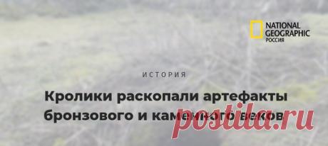 На практически необитаемом валлийском островке кролики занялись созданием и обустройством новых нор – и подарили археологам целую россыпь интересных находок.