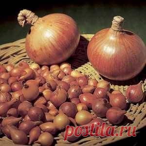 Когда садить лук на репку - решать овощеводу