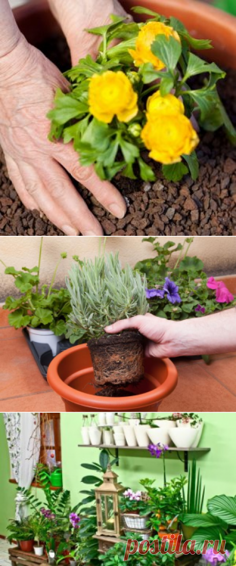 Пересадка комнатных растений – следуем правилам | Цветы в доме (Усадьба)