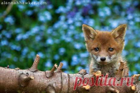 Рыжая плутовка.