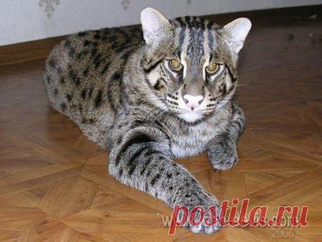 Одноклассники