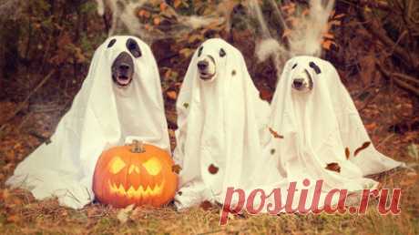 When is Halloween in 2022 and how to set a scary beautiful table – HOUSE-FAMILY