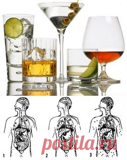 Тайный путь глотка алкоголя