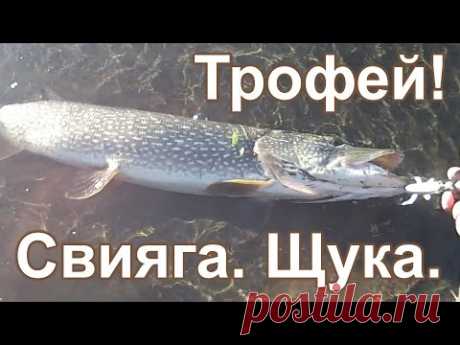 Волкер. Трофейная щука на Свияге