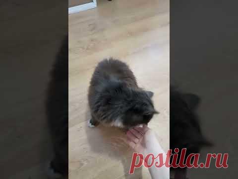 Муся, дай лапку мне и дай другую! Дрессированная кошечка