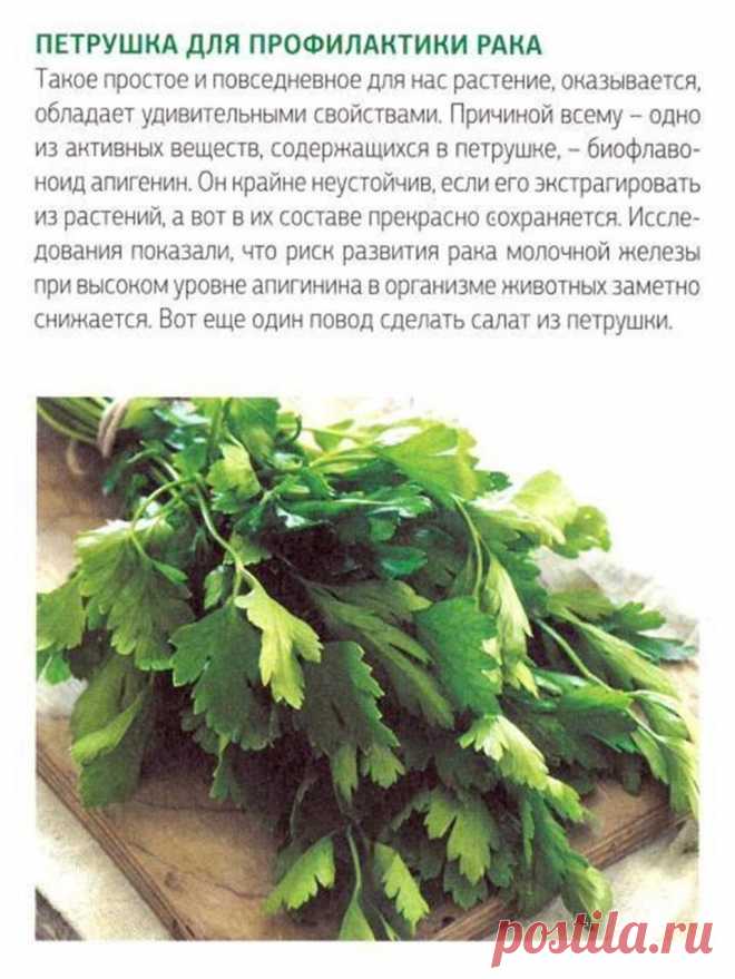 Петрушка для профилактики рака