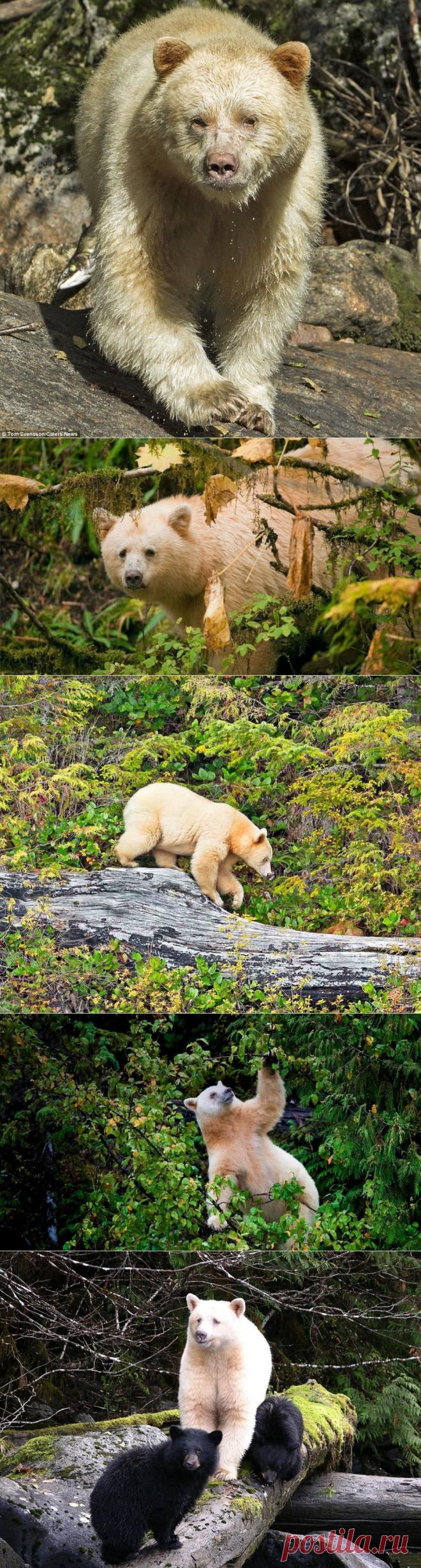 Белый не белый медведь