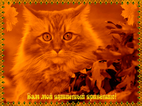 Открытки анимация Пушистый приветик | Открытки анимация