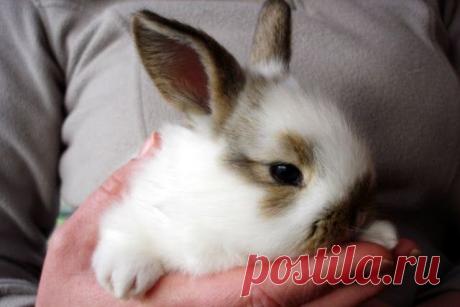 Радиоведущий показательно убил кролика в прямом эфире