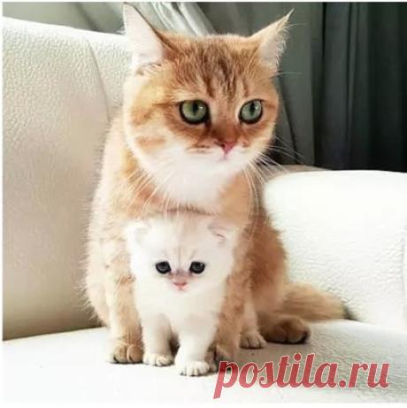 Мама в обиду не даст!)