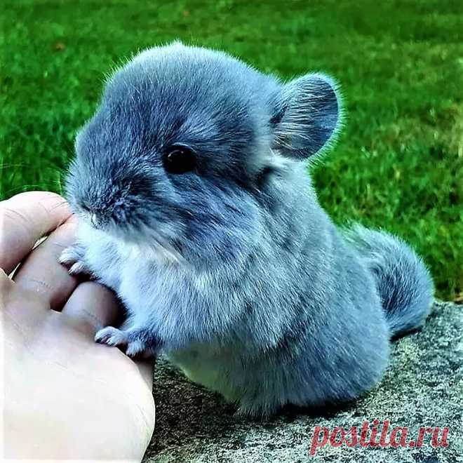 Сено для шиншиллы Питомцы в доме - Журнал полезных советов