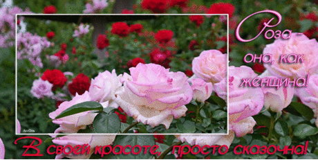 Роза – как женщина… - Мир картинок анимаций !