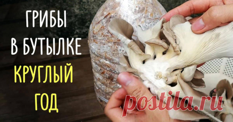 Выращивание вешенок в домашних условиях | Полезные советы на все случаи жизни