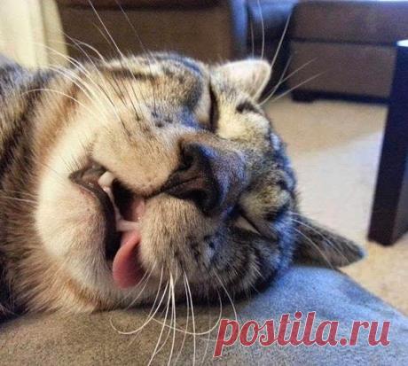 — Один раз я очень устал и теперь не могу обратно отдохнуть.