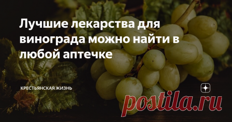 Лучшие лекарства для винограда можно найти в любой аптечке О том, что можно использовать для обработки растений, рассказываем в нашем материале.
Некоторые рекомендуют йод для опрыскивания винограда от болезней. На ведро воды надо добавить всего несколько капель йода. Единственный минус такой обработки – йод очень быстро смывается водой. И если следом пройдет дождь, то никакой пользы это не принесет,  отметил виноградарь Алексей Веремеенко.
Еще можно обраб