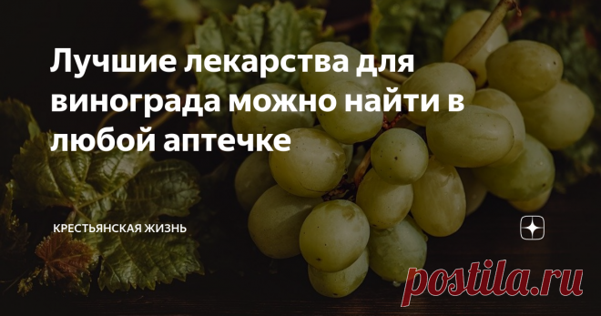 Лучшие лекарства для винограда можно найти в любой аптечке О том, что можно использовать для обработки растений, рассказываем в нашем материале.
Некоторые рекомендуют йод для опрыскивания винограда от болезней. На ведро воды надо добавить всего несколько капель йода. Единственный минус такой обработки – йод очень быстро смывается водой. И если следом пройдет дождь, то никакой пользы это не принесет,  отметил виноградарь Алексей Веремеенко.
Еще можно обраб