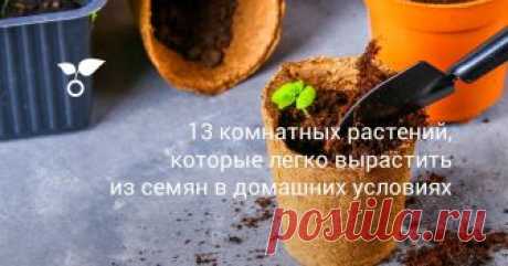 13 комнатных растений, которые легко вырастить из семян в домашних условиях Обычно мы покупаем горшечные цветы в магазинах, а между тем, комнатное растение без лишних затрат можно вырастить и самостоятельно. Конечно, ждать придется не один год, пока оно зацветет. Но ожидание того стоит! Только представьте, как интересно наблюдать весь жизненный цикл: от маленькой семечки до