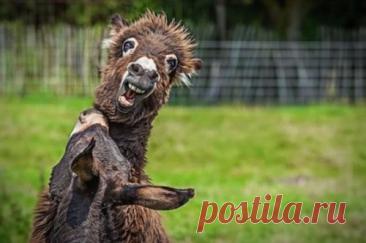 Забавные дикие животные