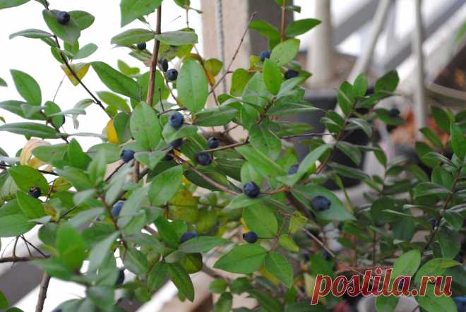 МИРТ обыкновенный (Myrtus communis L.) - название произошло от древнегреческого myron - бальзам. Комнатное.  Растение имеет фитонцидное свойство, очищает воздух от болезнетворных бактерий.  Цветы сменяют съедобные темно-синие ягоды.  Лечит от бронхита, астмы, аллергии, туберкулёза, опухолей, укрепляет сердце, лечит волосы на голове. Выделяя фитонциды, мирт уничтожает болезнетворные микробы, поэтому очень полезно завести у себя дома это неброское, но такое нужное растение.