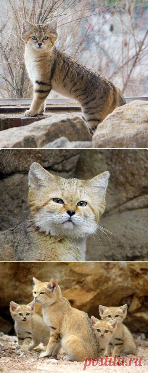 Барханный (песчаный) кот