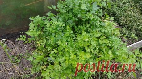 Подзимний посев. 8 дел, которые нужно сделать осенью, чтобы весной не остаться без урожая. | Посад | Яндекс Дзен