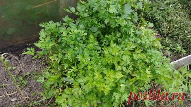 Подзимний посев. 8 дел, которые нужно сделать осенью, чтобы весной не остаться без урожая. | Посад | Яндекс Дзен