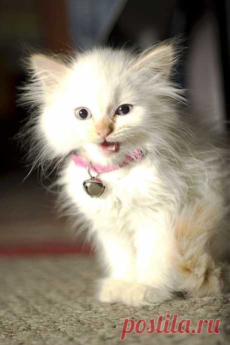 Kitty