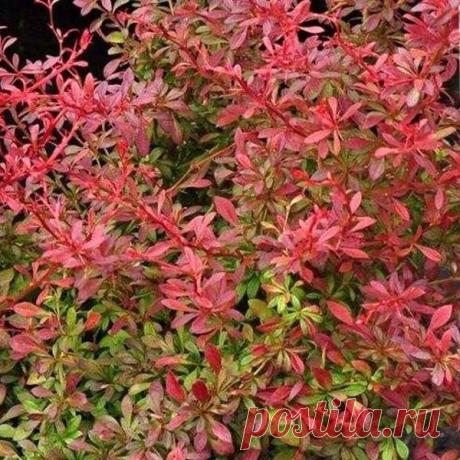 Барбарис — декоративный кустарник и вкусная приправа — 6 соток