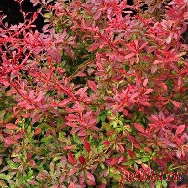 Барбарис — декоративный кустарник и вкусная приправа — 6 соток